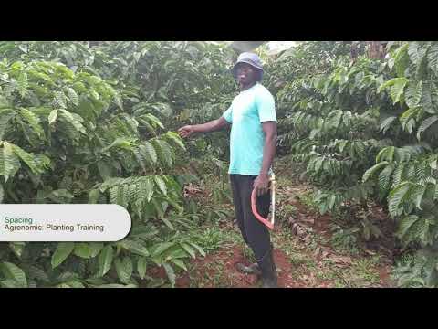 Spacing - Coffee Planting Training