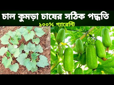 চাল কুমড়া চাষের সঠিক পদ্ধতি।Chal Kumra Chas.Water Melon Cultivation.