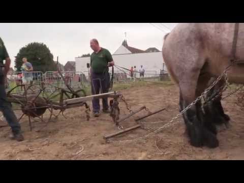Belgian Draft Horses: potato harvest on the traditional way