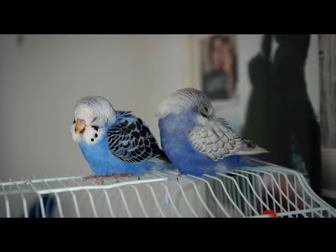 Sleeping Baby Budgie Birds with Mellow Music - to Relax, Calm Down, Love and Fall Asleep