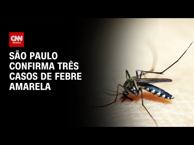 Estado de São Paulo confirma três casos de febre amarela; uma pessoa morreu | CNN NOVO DIA