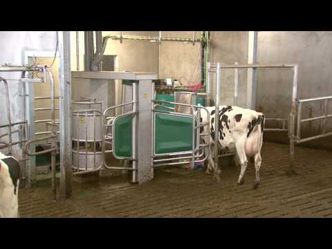 GEA Dairy Farming - Erfahrungsbericht mit der neuen Monobox der Familie Valkengoed - Testimonial DE