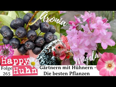 Gardening with chickens - The best plants for fences, runs, coops, and vegetable patches - HAPPY ...