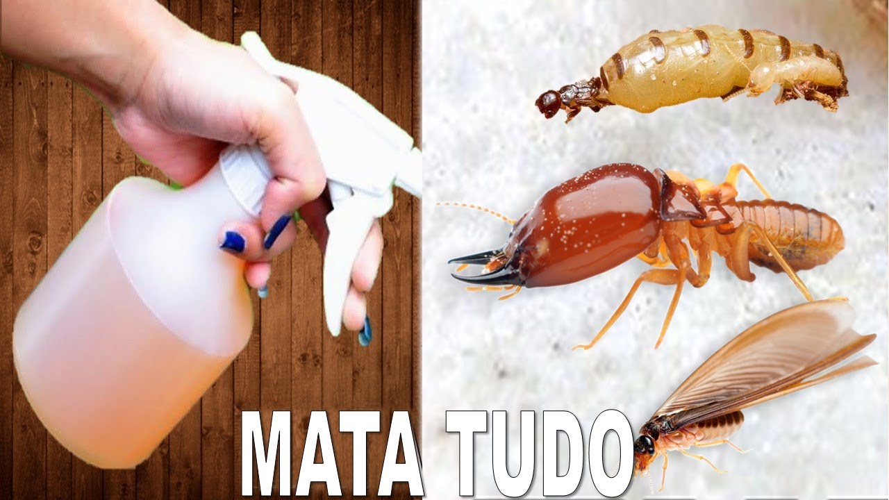 MATA CUPIM EM 2 MINUTOS (Receita Rápida sem Gastar)
