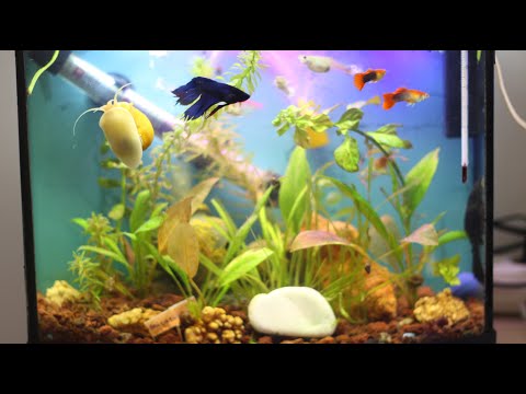 My aquarium 15-01-2020 - Betta, Tetra and Guppy Fish - Cat Fish - Pleco, and Snail