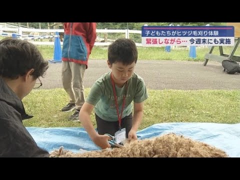 YouTube Video この時期の恒例の「ヒツジの毛刈り体験」が人気 富士山こどもの国 静岡・富士市