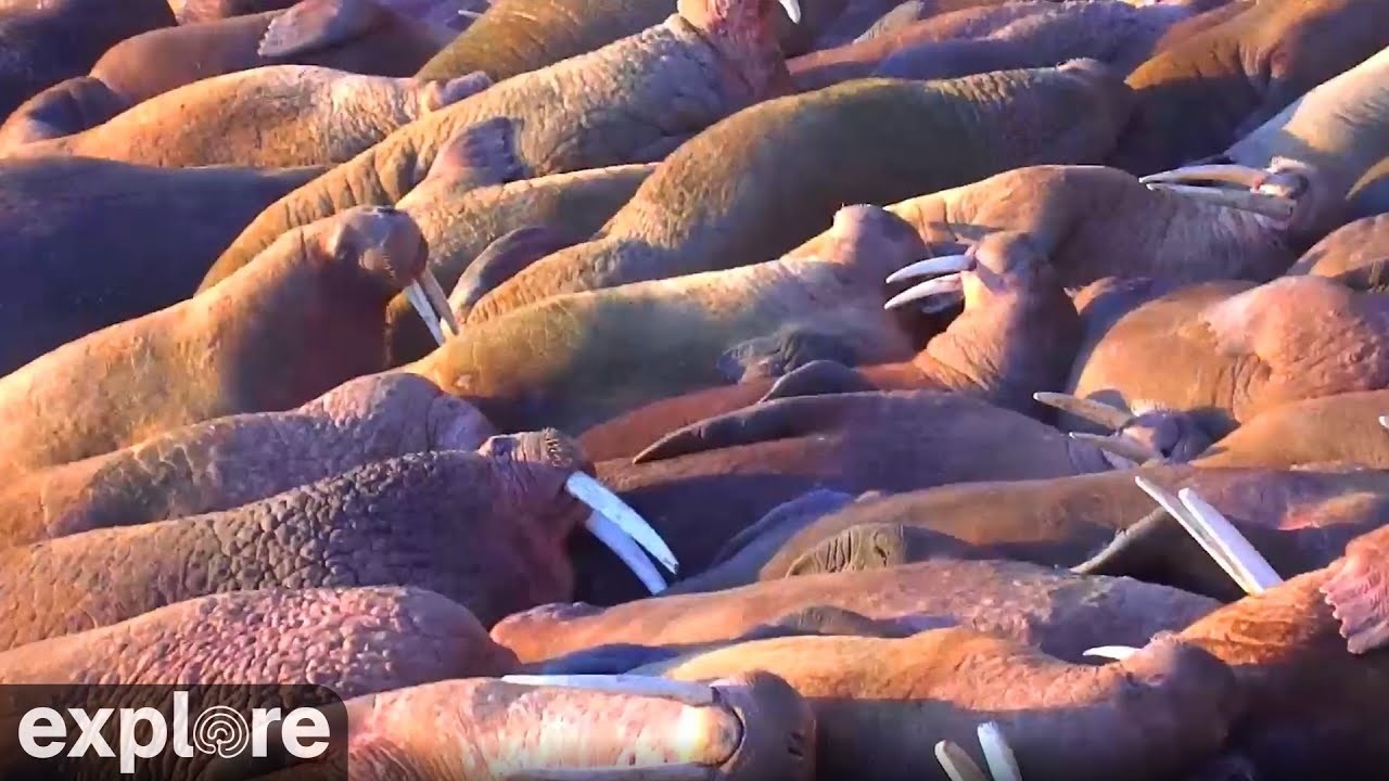 Live webcam view of Walrus Haul-Out at Main Beach