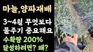 마늘,양파 물주기???? 3~4월 물이 중요한 이유???? 수확량 높이려면 지금이 중요합니다???? 