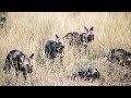 Experience A Wild Dog Safari In 360 8K
