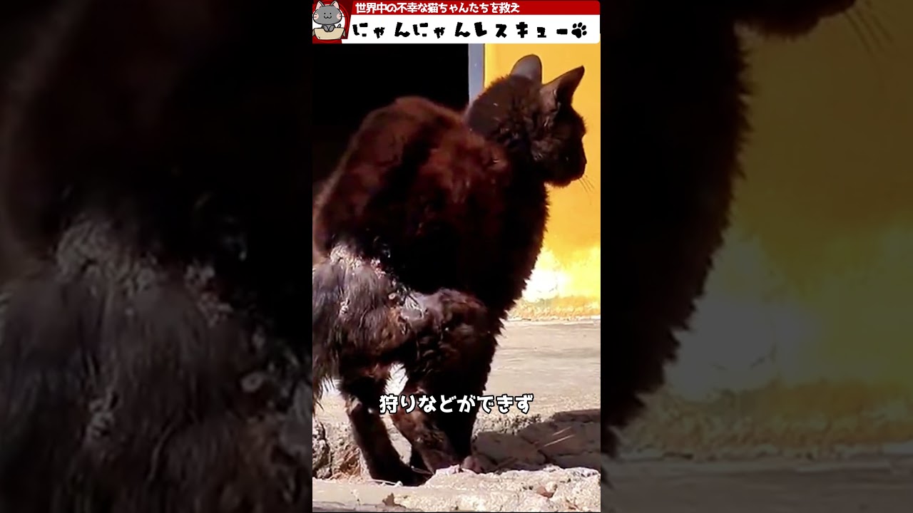 有刺鉄線に絡まってしまった猫ちゃんを救え！