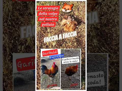 The fox in the henhouse The return The strategies of the clever fox #henhouse #hens #fox