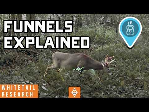 How Mature Bucks Really Travel Funnels (Not What You Think)