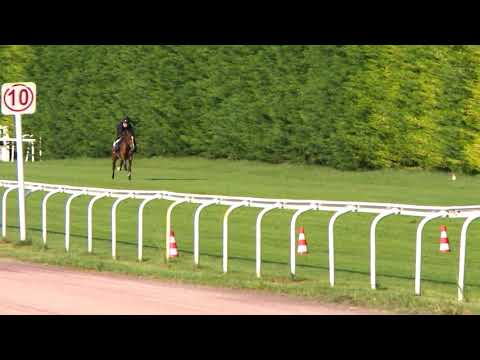 Breeze-Up Osarus 2020 - Lot 23