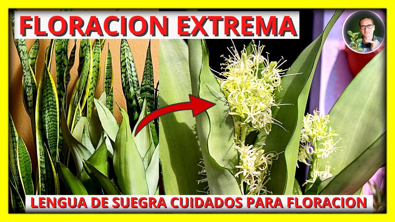 Porqué mi SANSEVERIA o LENGUA DE SUEGRA no florece, Aquí la solución SÚPER FÁCIL | Gio de la Rosa