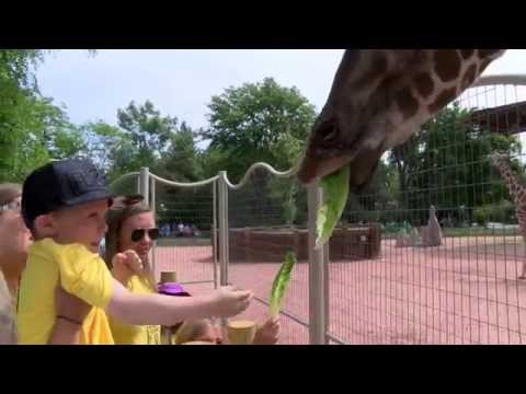Denver Zoo celebrates grand opening of Giraffe Encounter
