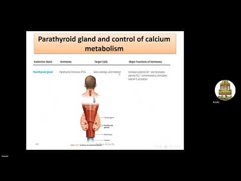 endocrine system  part III