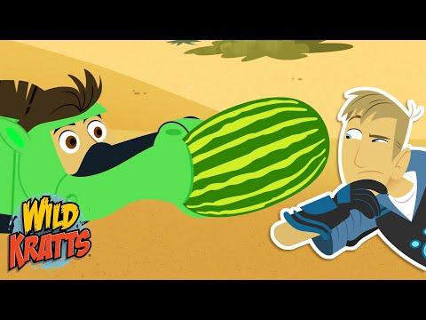 Activate Wild Camel Powers! | How do camels get their humps? | Season 7 | Wild Kratts
