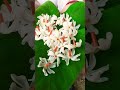 Dekh Mon Kash Bon Bolo Bolo Dugga Elo Durgapuja Trending Youtubeshorts Coupleshorts