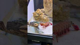 Mantis Shrimp can't dropped this crab!