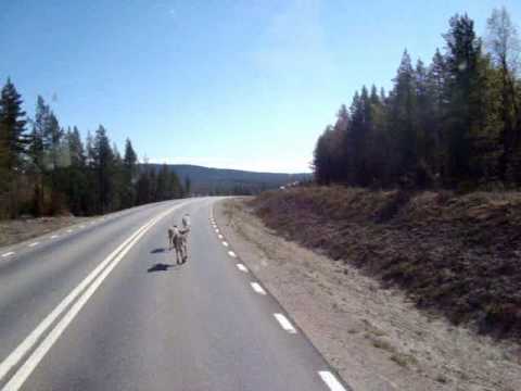Jagar renar i norrland med lastbil