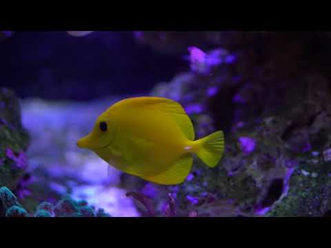 DEVILMAN TYO - TNA/NO MODESTY 🐠