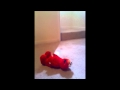 Elmo Payton Pt 3 Watching Elmo From A Far