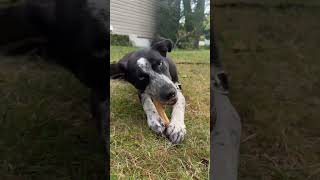 Video preview image #1 Pointer-Unknown Mix Puppy For Sale in Woodbury, NY, USA