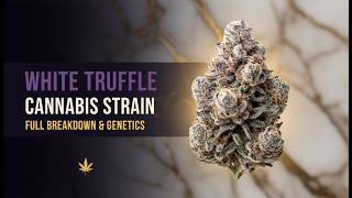 What is White Truffle (Full Cannabis Strain Breakdown & Genetics)