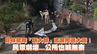 [請益] 野狗聚集，整晚一直叫，該找什麼單位呢