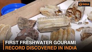 First freshwater Gourami record discovered in India