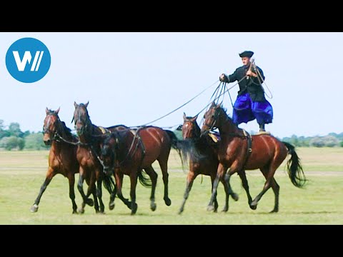 Attila and the Horses of the Puszta (360° - GEO Reportage)