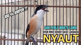 Download lagu burung cendet gacor NARUNG BONGKAR EMOSI PANCINGAN CENDET AGAR BUNYI bikin BURUNG PENTET GACOR NYAUT mp3
