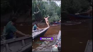 Download lagu Berburu Buaya pemangsa #shorts #predator #buaya mp3