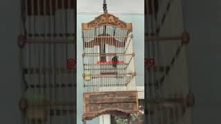 Download lagu menaikan birahi burung rengganis atau cak wilis agar cepat bunyi mp3