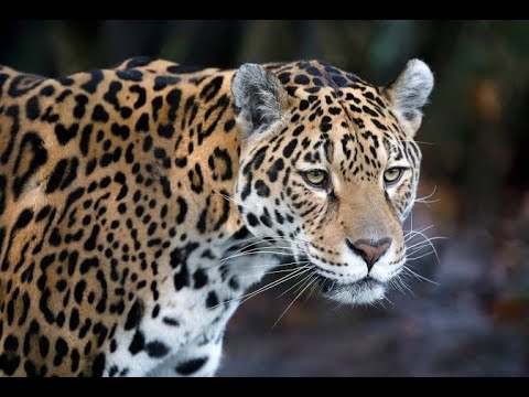 SIMULADO DE QUESTÕES: ICMBIO / IBAMA - PARTE 02