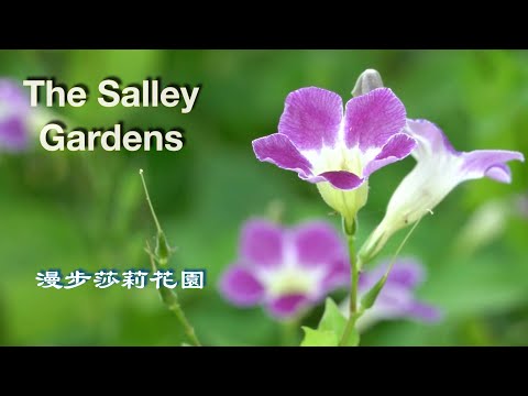 The Salley Gardens ( Lyrics ) 漫步莎麗花園 ( 中英字幕  /Emi Fujita 藤田惠美