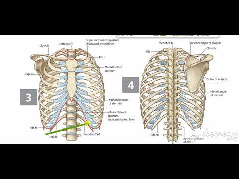 Thoracic cage 2