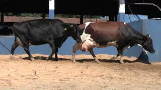 Vídeo 46 - 1ª ETAPA MEGA LIQUIDAÇÃO TOTAL AGROPECUÁRIA MARAJOARA - DIA 4 | GADO GIROLANDO E HOLANDÊS