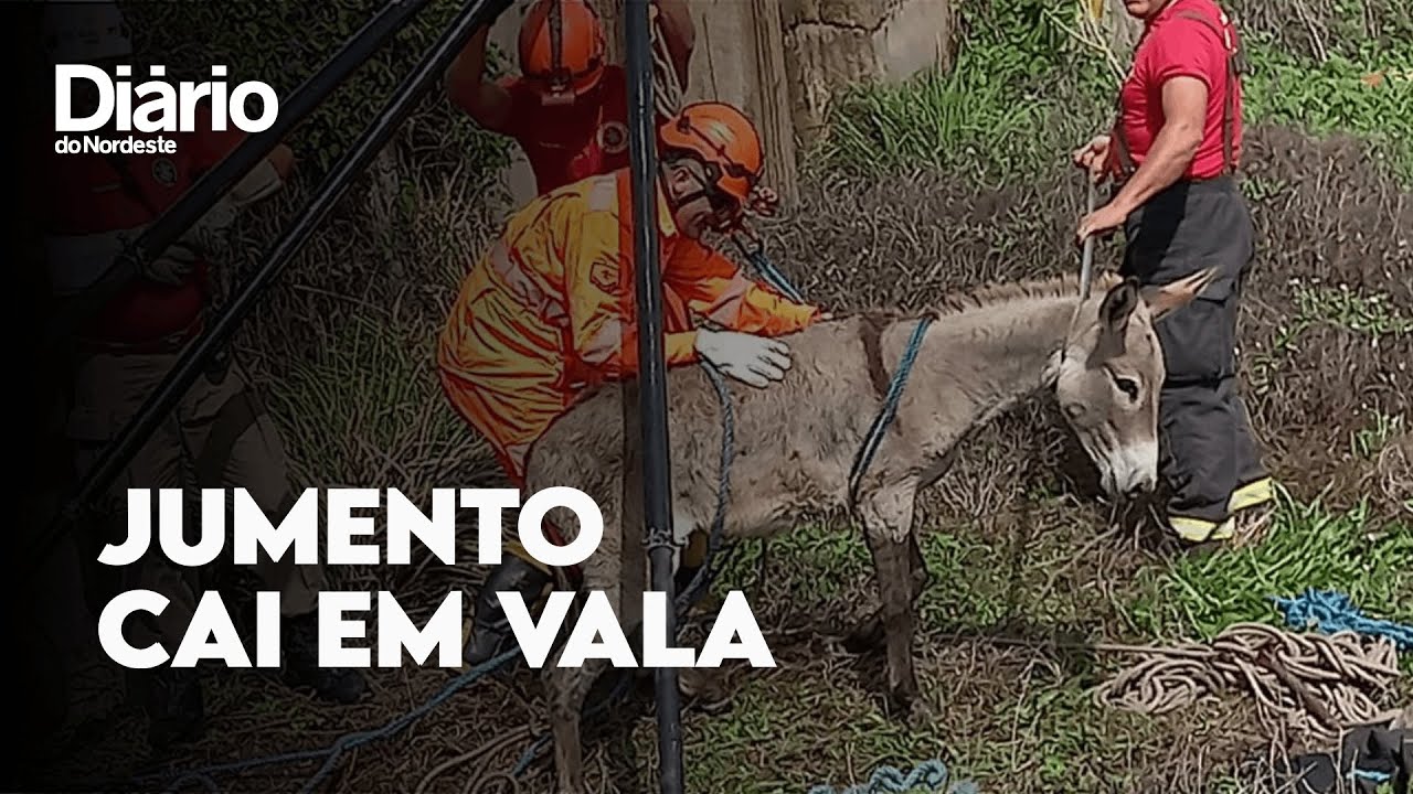 Imagem da notícia Jumento cai em vala e é resgatado pelos bombeiros em Pecém, na Grande Fortaleza 
