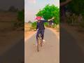 Nindu Punnami Vela Folk Song Cycledance Viraldance Viral Trending Shorts Farming Village