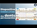 Nomenclature | Dents permanentes | Prothèse dentaire | Cours | ©