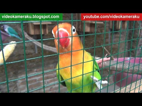 Lovebird Sounds 2 Hours Stereo High Quality Audio Live Recording V4