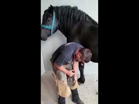 Potcovitul armasarilor || linia Fitero