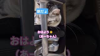 #ねこ#cat