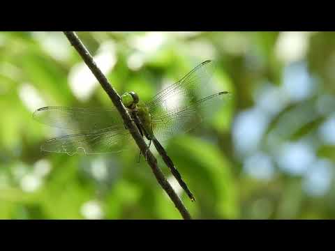 Aguacil verde en Fontana, Chaco