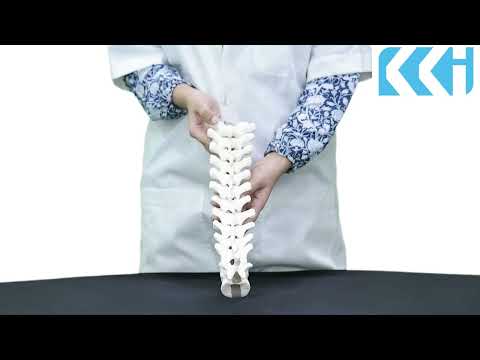 human Thoracic Spine