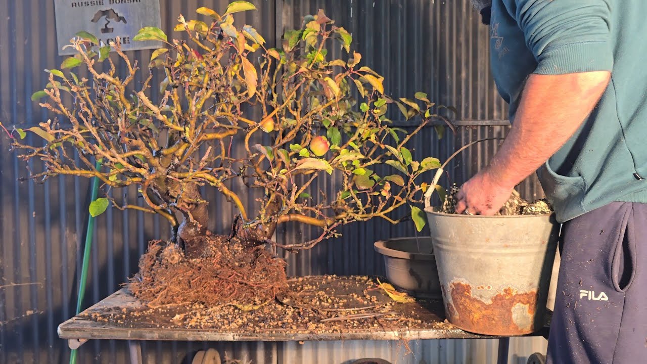 Apple Airlayer in first Bonsai Pot