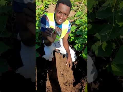 The top 5 reasons your cucumber leaves are turning yellow—and how to stop it!