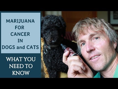 Marijuana for Cancer in Dogs and Cats