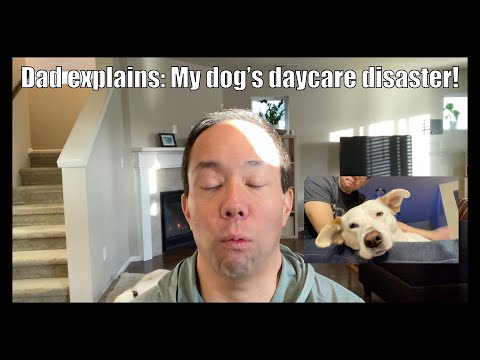 Dad explains: My dog, Lexy's daycare disaster! #dog #pets #life #family #animals